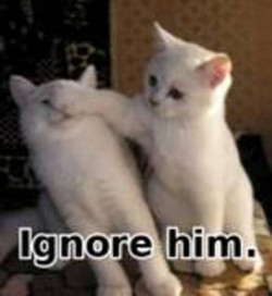 catignore.jpg